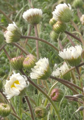 Erigeron compositus
