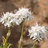 Arenaria congesta