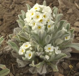 Cryptantha interrupta