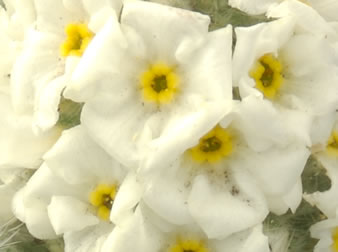 Cryptantha interrupta