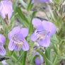 Penstemon eriantherus