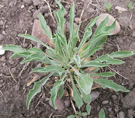 Penstemon eriantherus