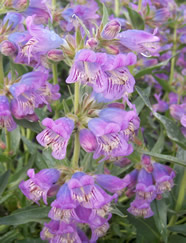 Penstemon eriantherus