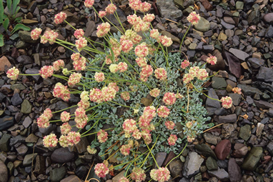 cut-leaved daisy