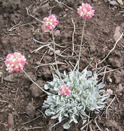 Eriogonum ovalifolium