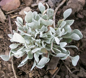 eriogonum ovalifolium