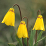 Fritillaria pudica