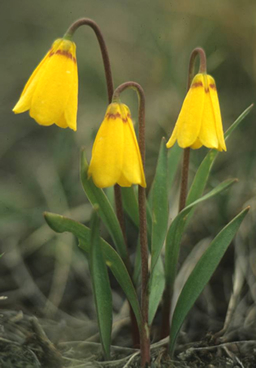 Yellowbells