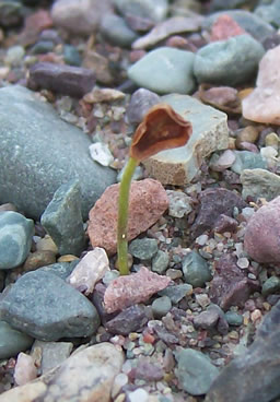 Fritillaria pudica
