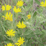 Heterotheca villosa