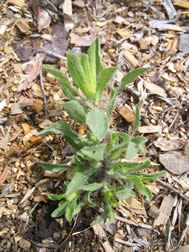 Heterotheca villosa