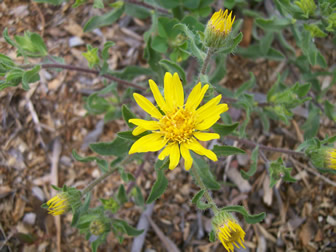 Heterotheca villosa