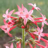 Ipomopsis aggregata