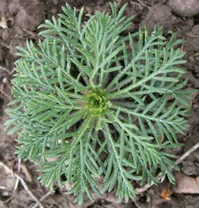 Ipomopsis aggregata