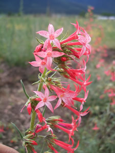 Ipomopsis aggregata