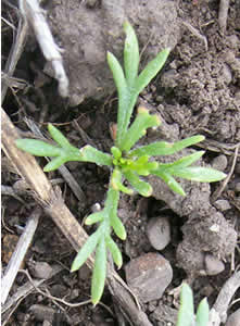Ipomopsis aggregata