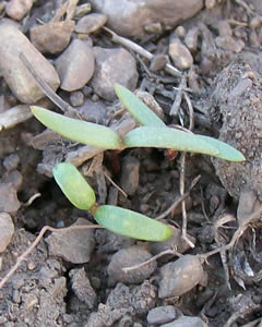 ipomopsis seedlings
