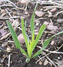 Liatris punctata