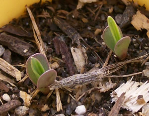 Liatris punctata