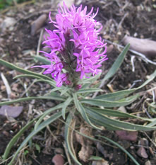 Liatris punctata