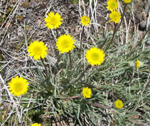 Erigeron linearis