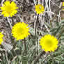 Erigeron linearis