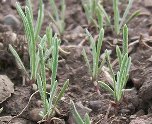 erigeron linearis