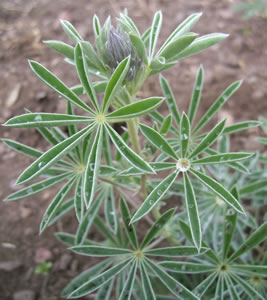 Lupinus sericeus