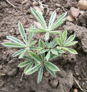 Lupinus sericeus