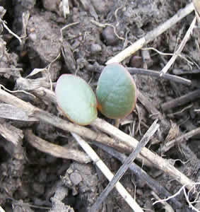 Lupinus sericeus