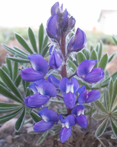 Lupinus sericeus