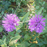 Monarda fistulosa