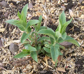 Monarda fistulosa