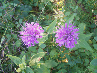 Beebalm