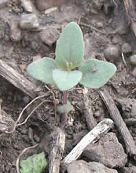 Monarda seedling