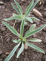 Penstemon nititdus