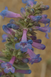 Penstemon nitidus