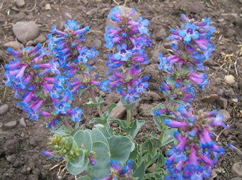 Penstemon nitidus
