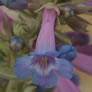 Penstemon nitidus