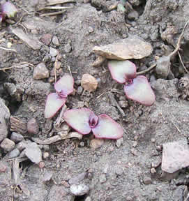 Oenothera villosa