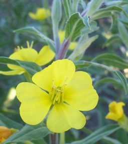 Oenothera villosa