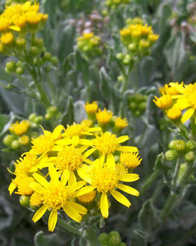 Groundsel