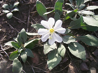Oenothera caespistosa