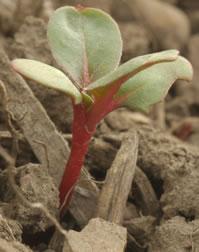 Oenothera caespitosa