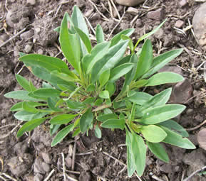 Penstemon procerus
