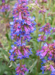 penstemon procerus