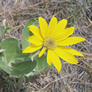 Balsamorhisa sagittata