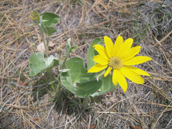 Balsamroot