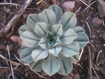 Cryptantha interrupta