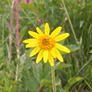 Arnica sororia